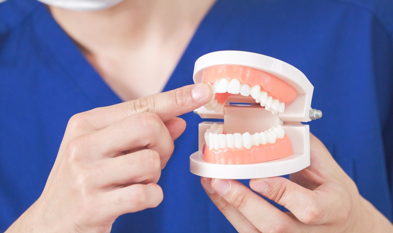 歯科医院で歯列矯正（ワイヤー・マウスピース）の治療方針や歯並びについて模型を使って説明する歯科医師